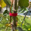 Pożyczkodawcy 3-częściowy zestaw do wiązania roślin wielokrotnego użytku